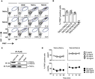 TACI Isoforms Regulate Ligand Binding and Receptor Function